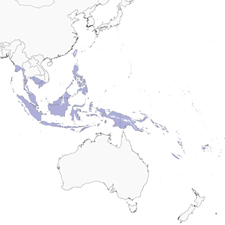 Distribution of the Pacific Swallow - Range Map