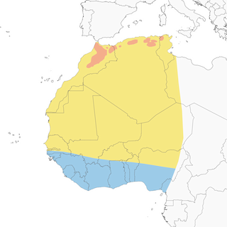 Distribution of the Atlas Flycatcher - Range Map