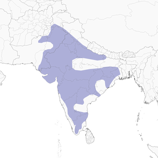 Distribution of the Common Babbler - Range Map