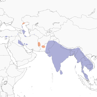 Distribution of the Gray-headed Swamphen - Range Map