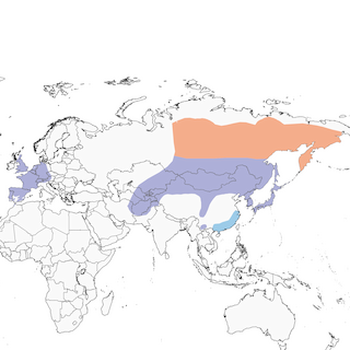 Distribution of the Carrion Crow - Range Map