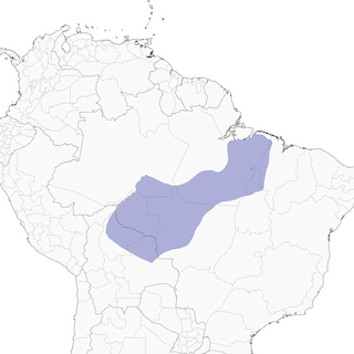 Distribution of the Eastern Striolated-Puffbird - Range Map