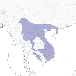 Distribution of the Gray-eyed Bulbul - Range Map