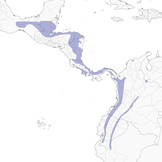 Distribution of the Russet Antshrike - Range Map