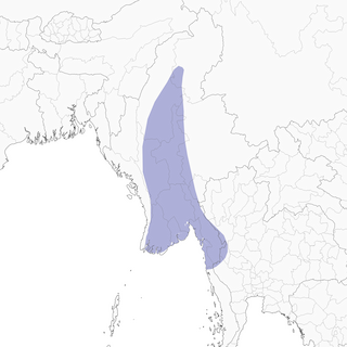 Distribution of the Ayeyarwady Bulbul - Range Map