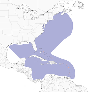 Distribution of the Sargasso Shearwater - Range Map