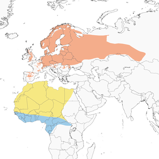 Distribution of the European Pied Flycatcher - Range Map