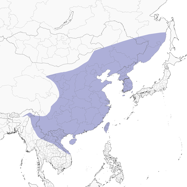 Figures - Oriental Magpie - Pica serica - Birds of the World