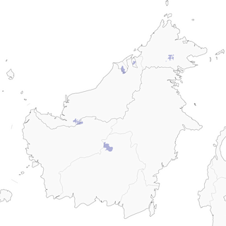 Distribution of the Spectacled Flowerpecker - Range Map
