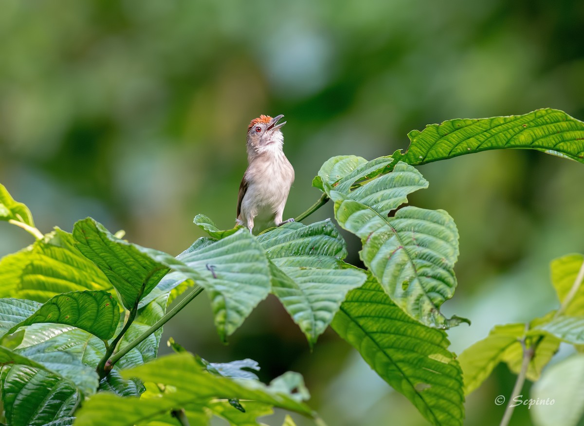 Rufous-crowned Babbler - Malacopteron magnum - Birds of the World