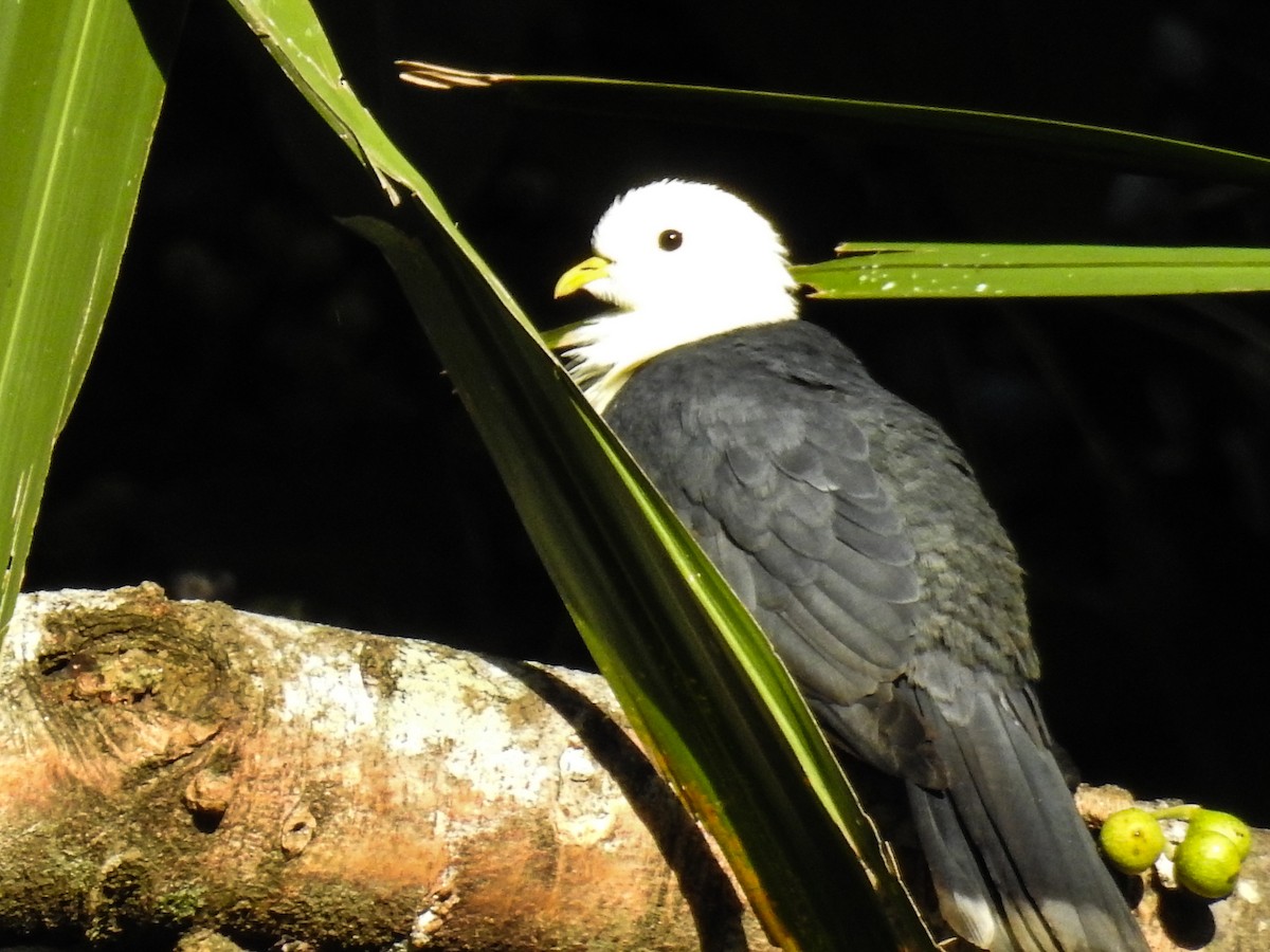 holub černohřbetý - ML63395041