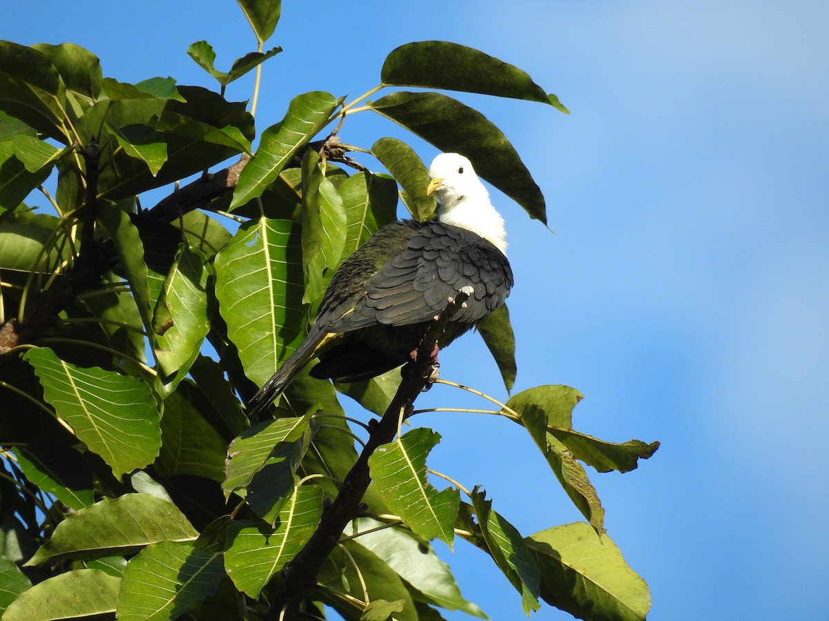 Black-backed Fruit-Dove - ML63395051