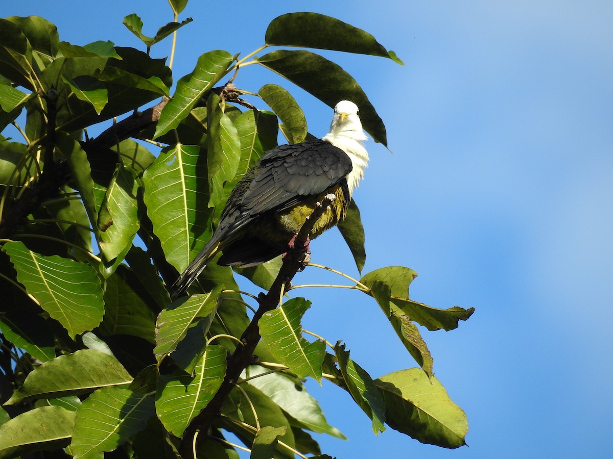 Black-backed Fruit-Dove - ML63395081