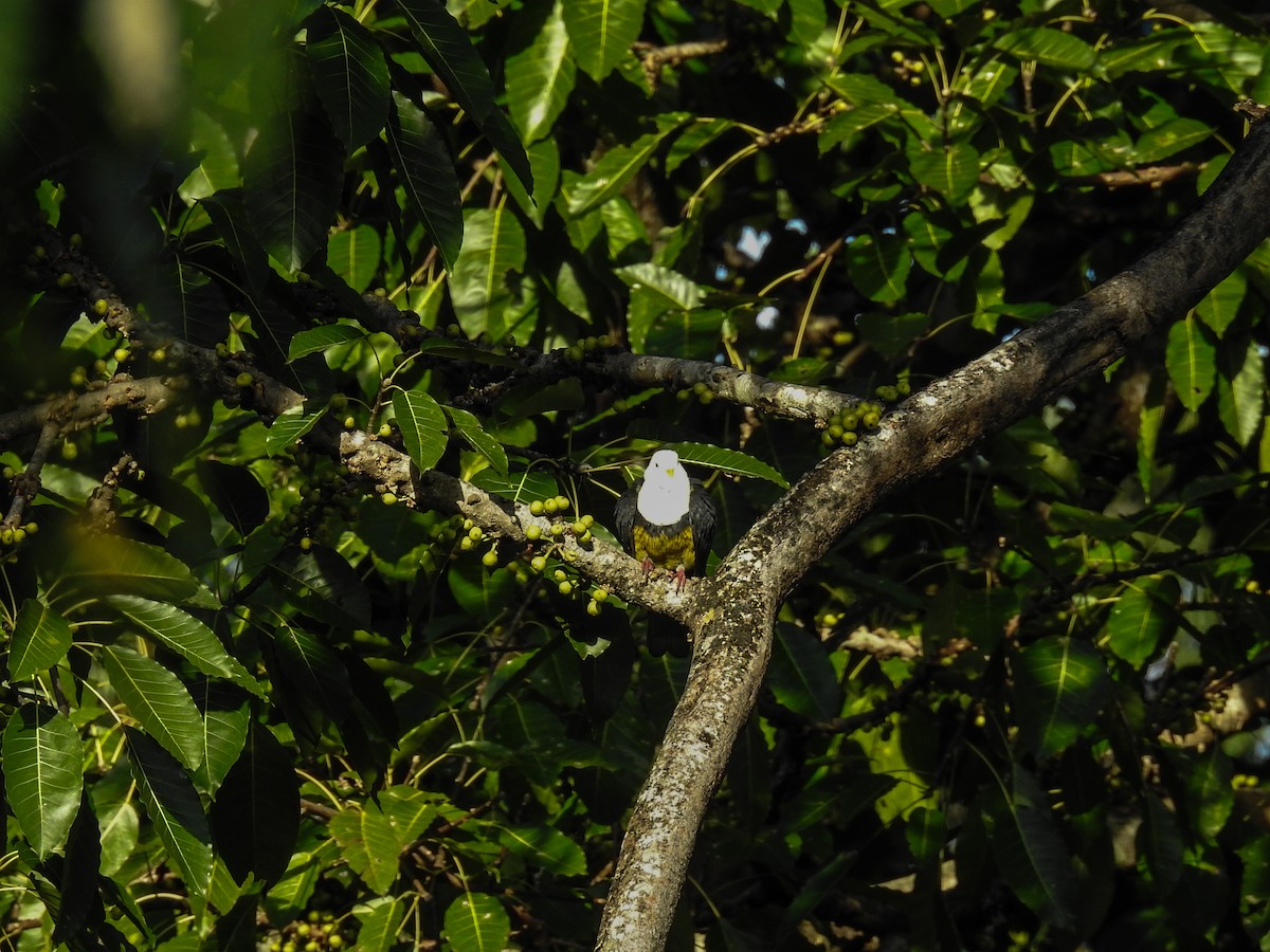 holub černohřbetý - ML63395101