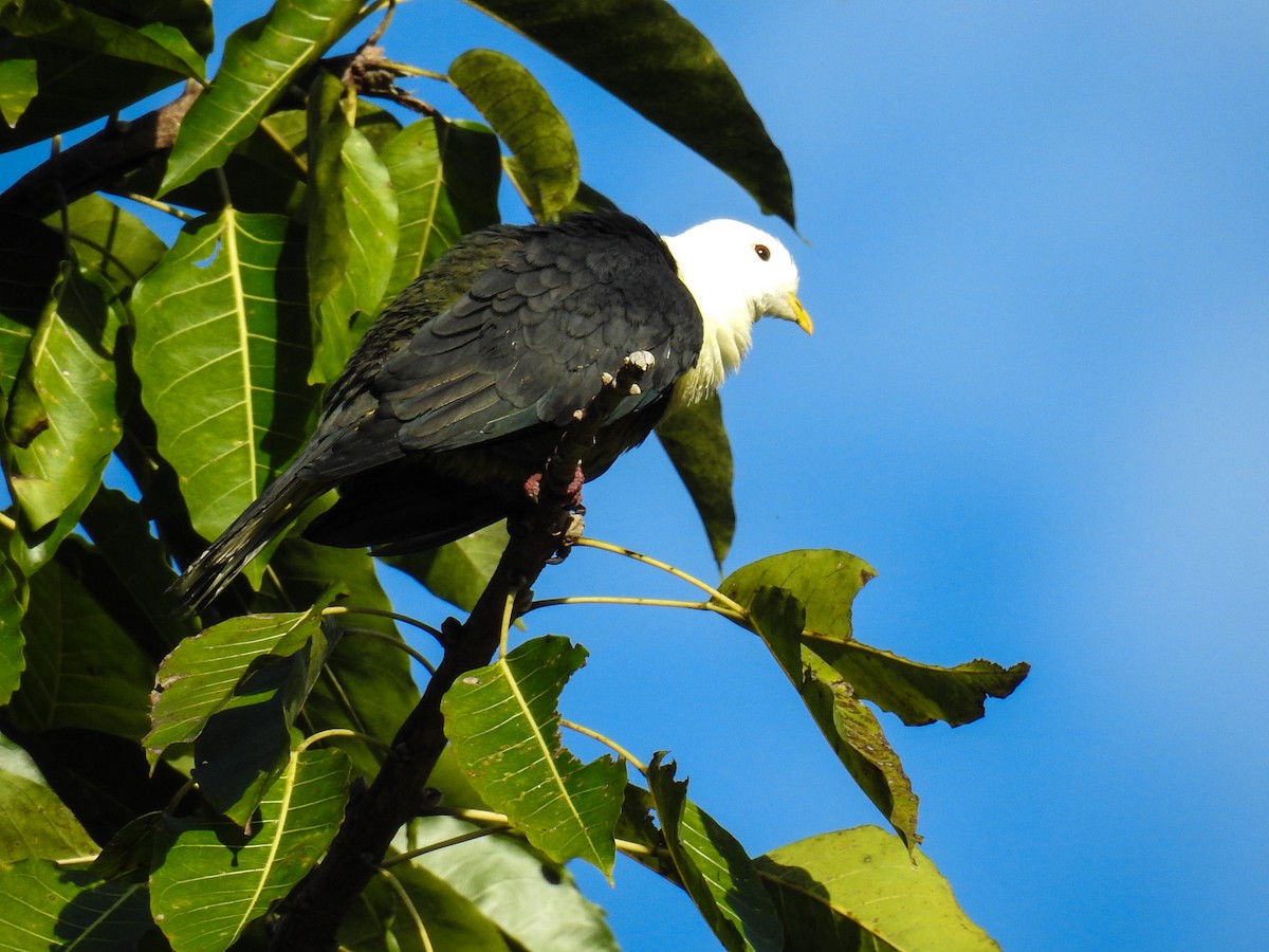 Black-backed Fruit-Dove - ML63395141
