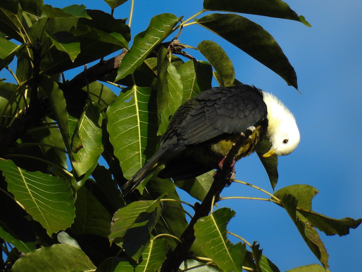 Black-backed Fruit-Dove - ML63395151