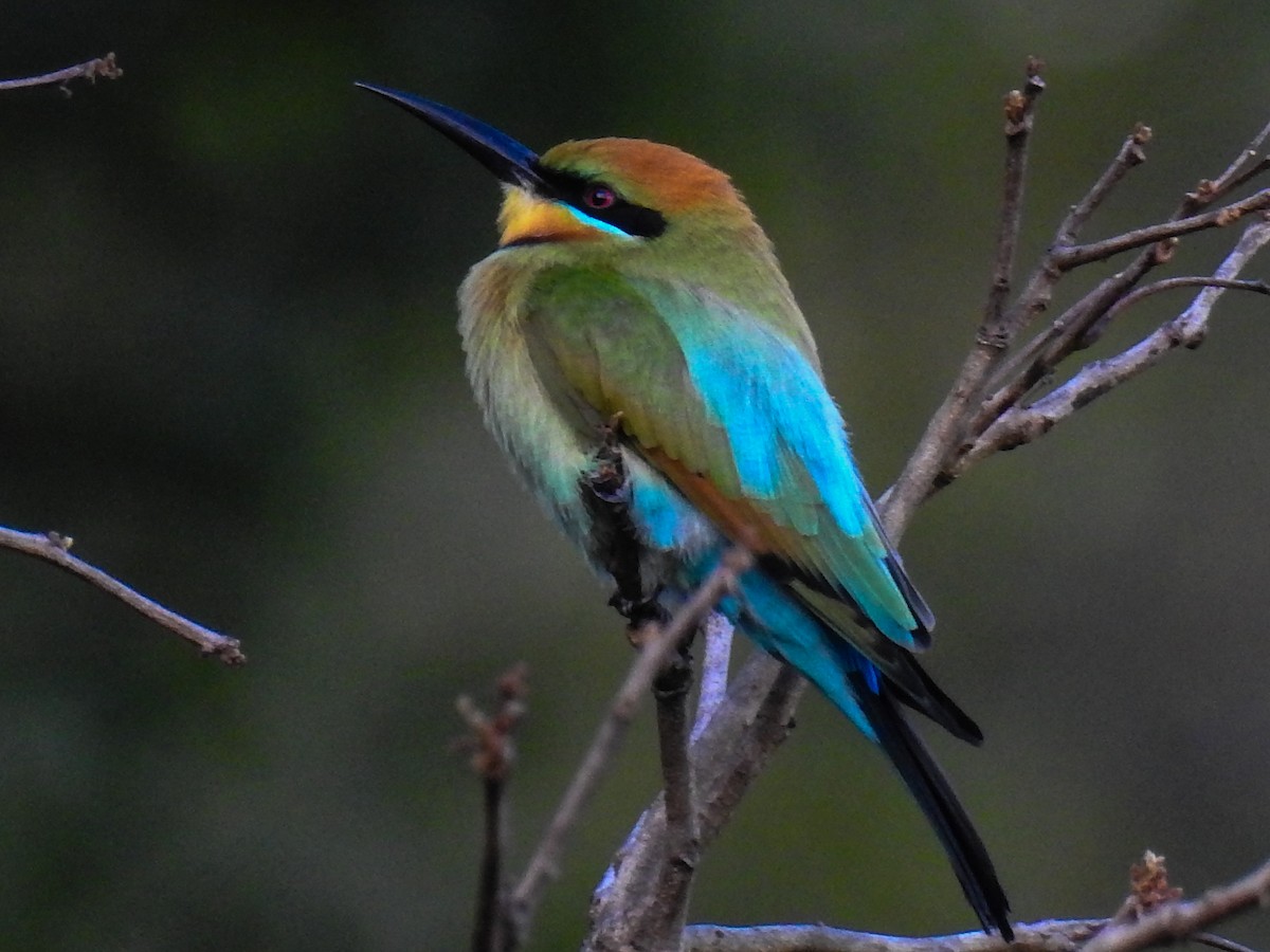 Rainbow Bee-eater - ML63395191