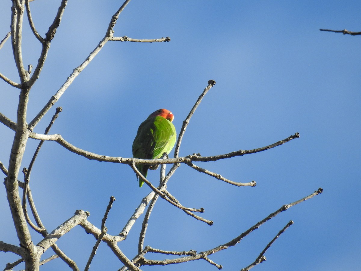 Red-cheeked Parrot - ML63395241