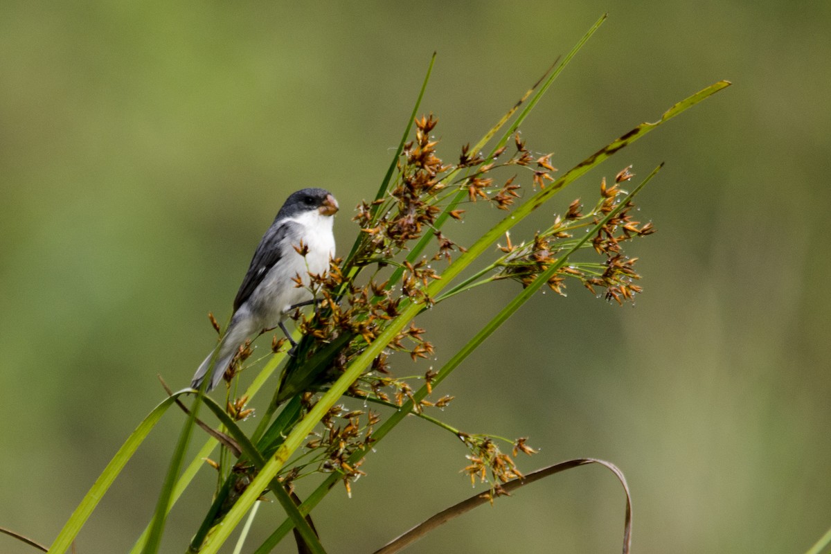 White-bellied Seedeater - ML63397261