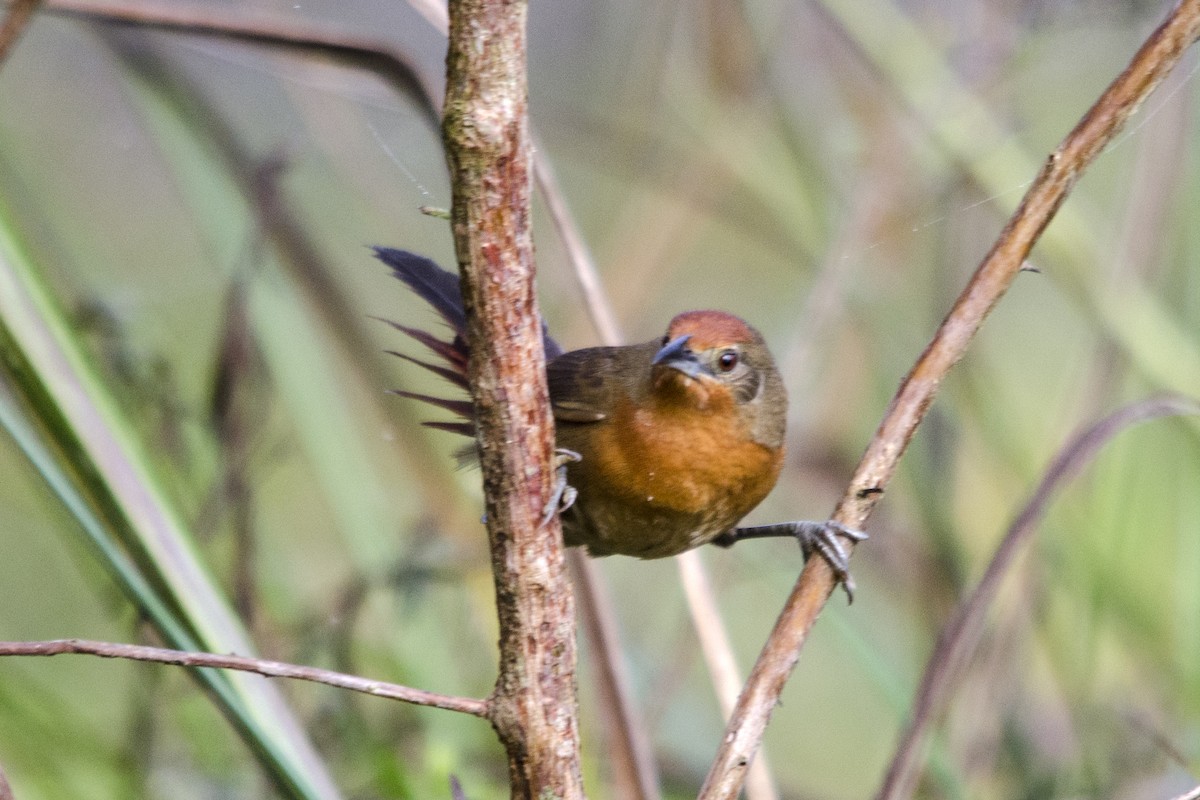 Orange-breasted Thornbird - Luiz Carlos Ramassotti