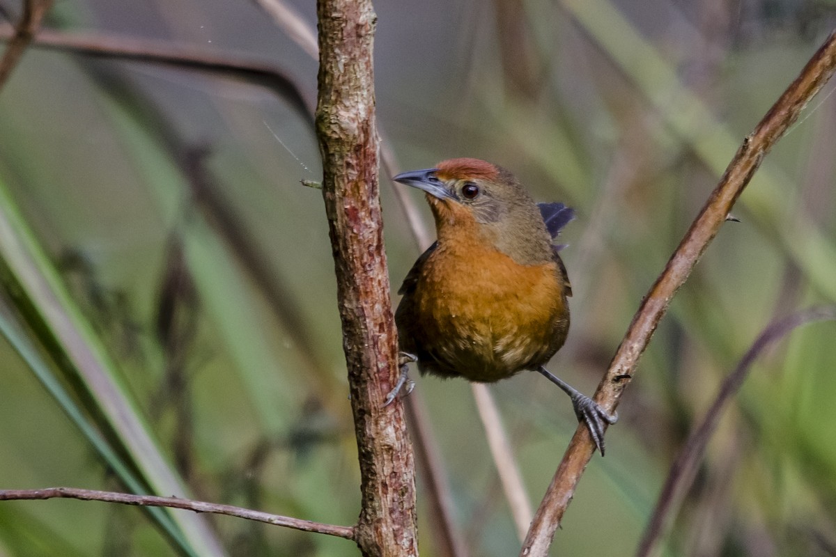 Orange-breasted Thornbird - ML63397301