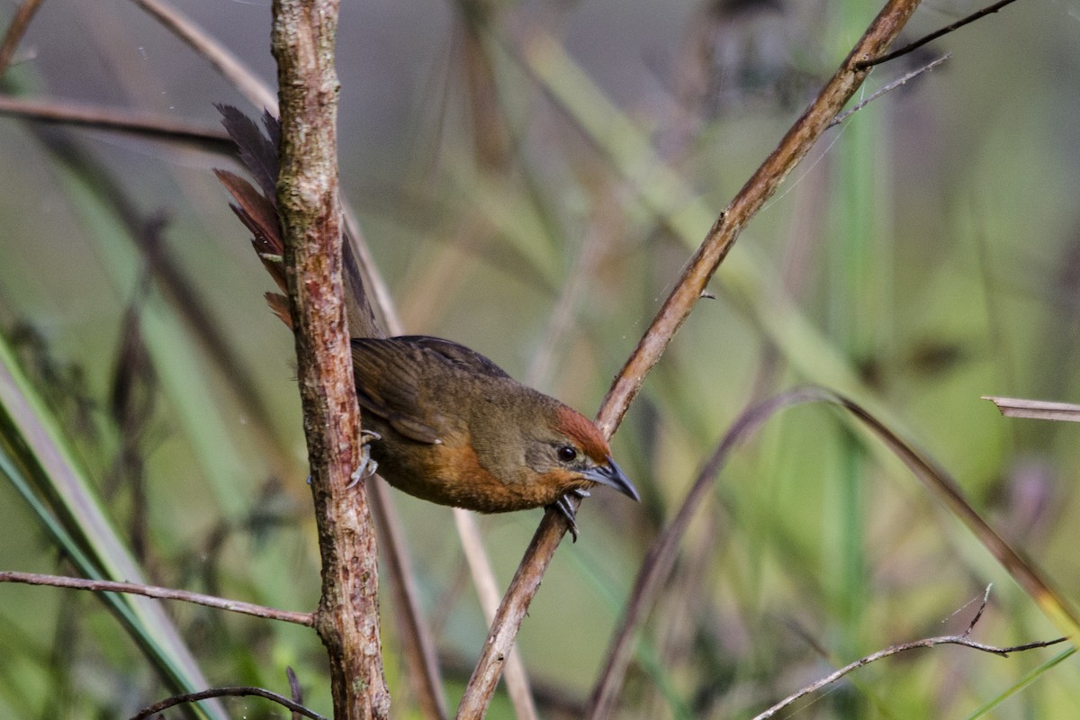 Orange-breasted Thornbird - ML63397321