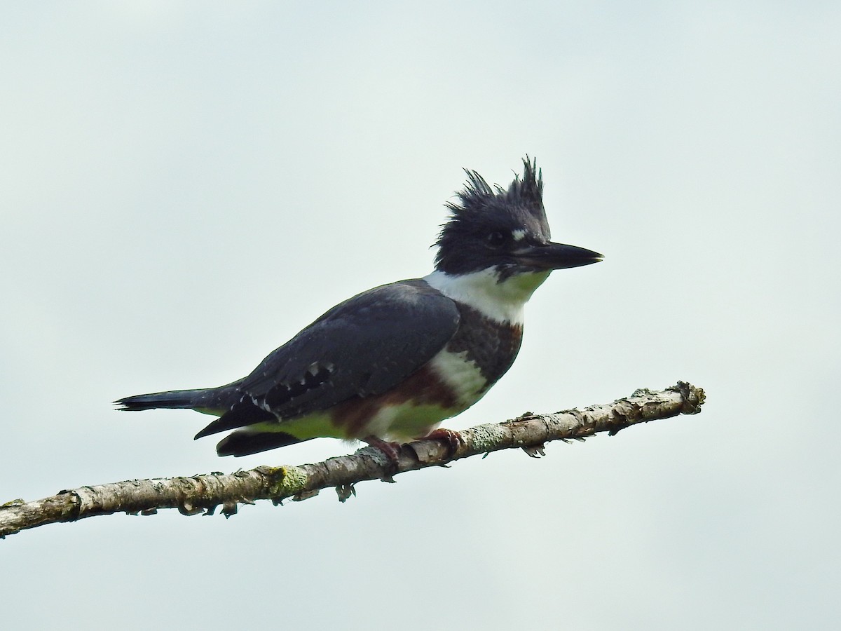 Belted Kingfisher - Ron Rind