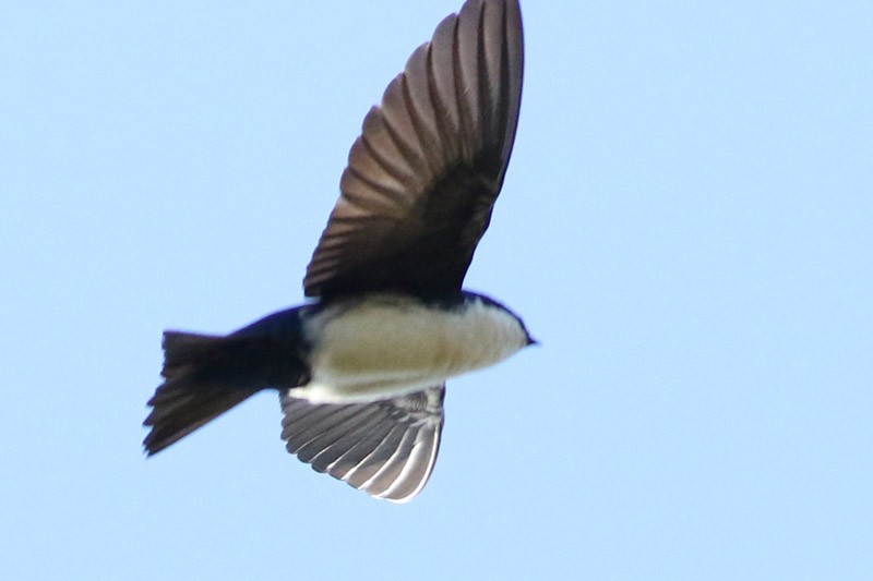 Blue-and-white Swallow - J. Simón Tagtachian