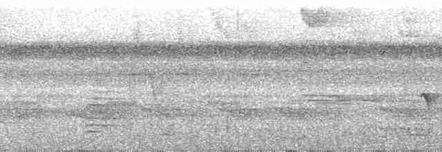 Kurzschwanz-Ameisenvogel - ML63403