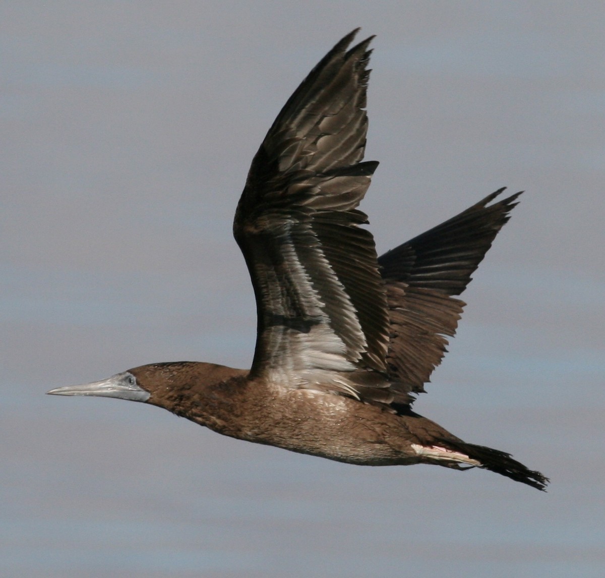 Brown Booby - ML63403331