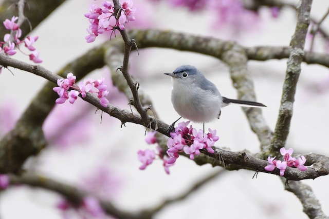 Blue-gray Gnatcatcher ML634051282