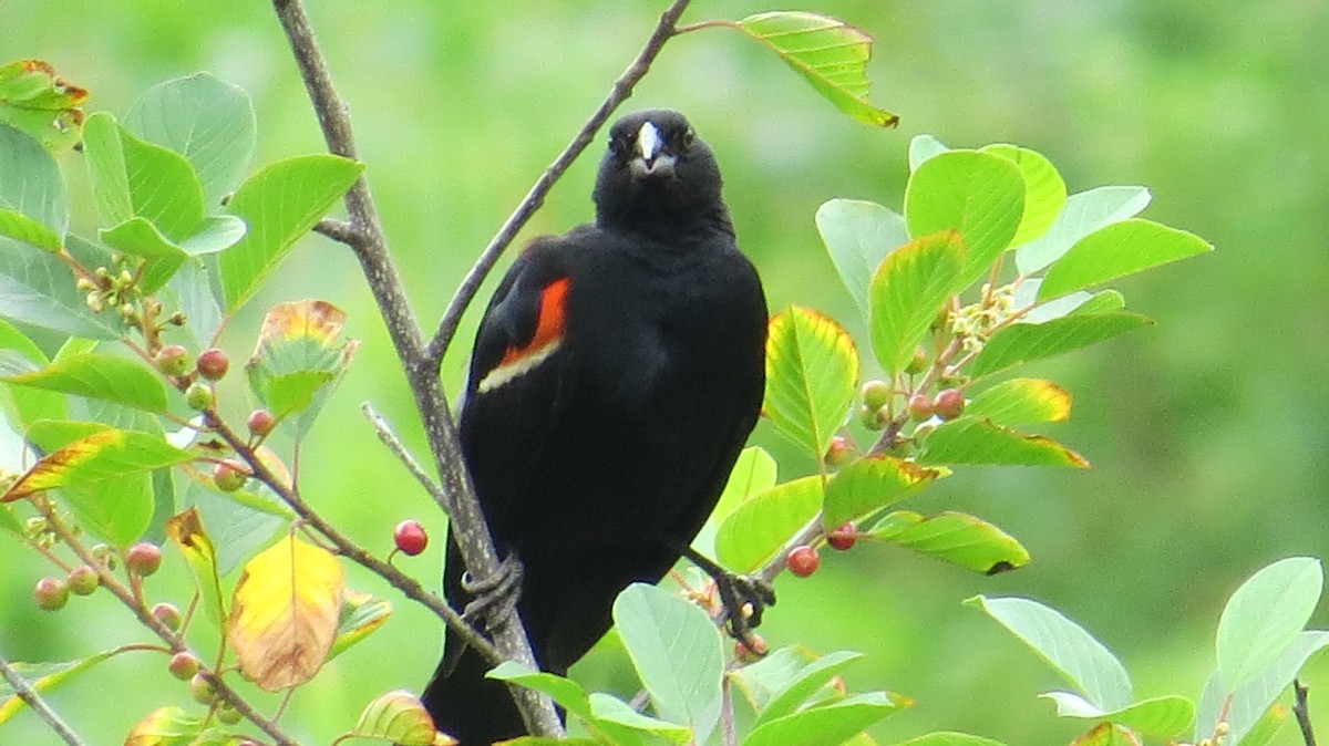Red-winged Blackbird - Ardea Thurston-Shaine