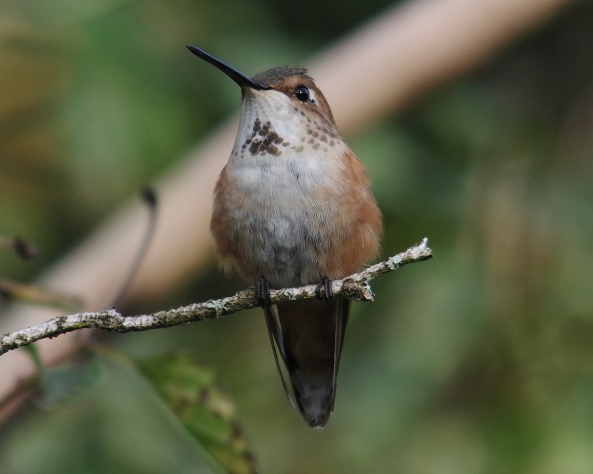 Rufous Hummingbird - Stephen Mann
