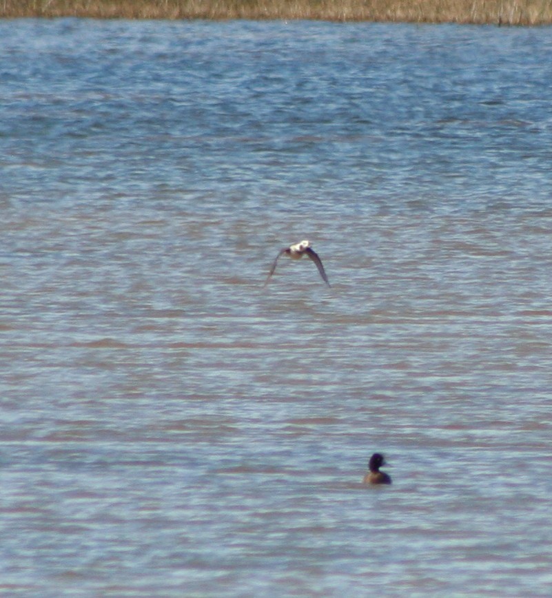 Long-tailed Duck - ML63411731
