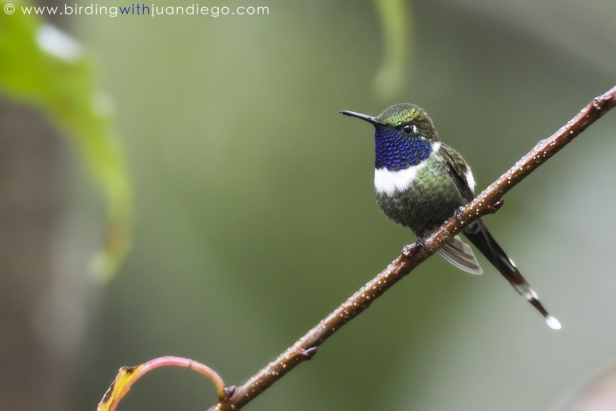 Sparkling-tailed Hummingbird - Juan Diego Vargas