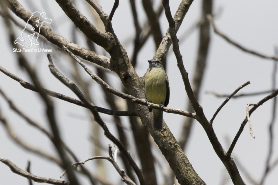Yellow-crowned Tyrannulet - ML63415991