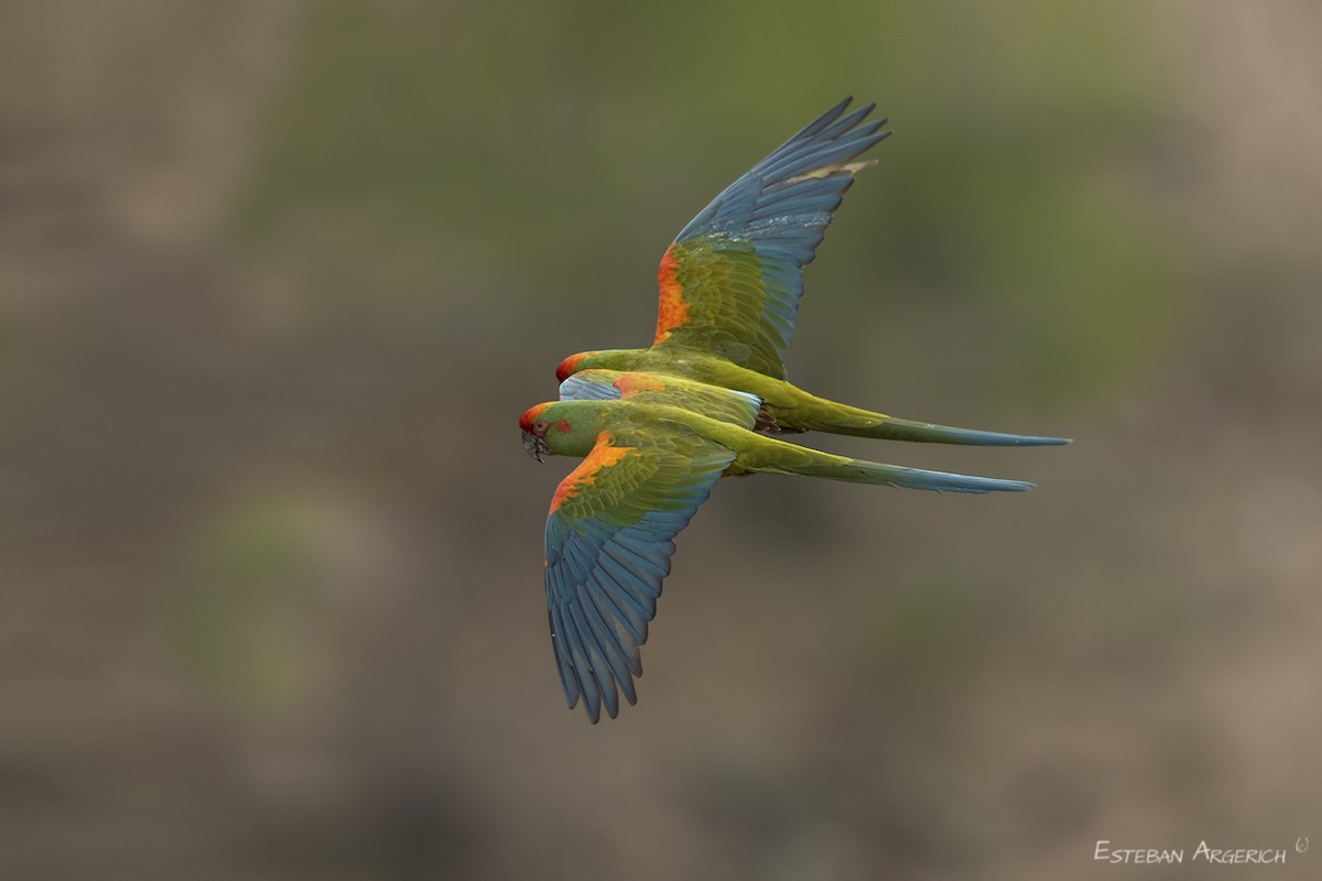 Red-fronted Macaw - Esteban Argerich