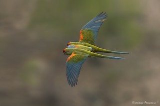  - Red-fronted Macaw