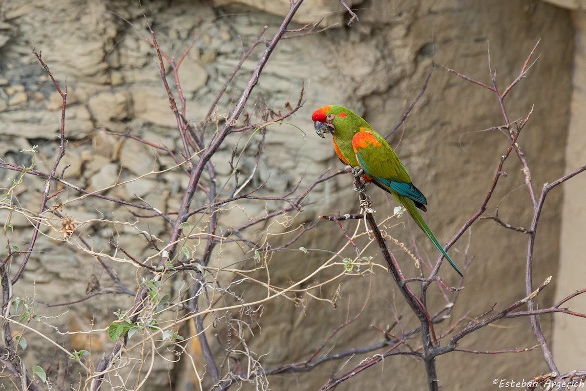Red-fronted Macaw - ML63418911