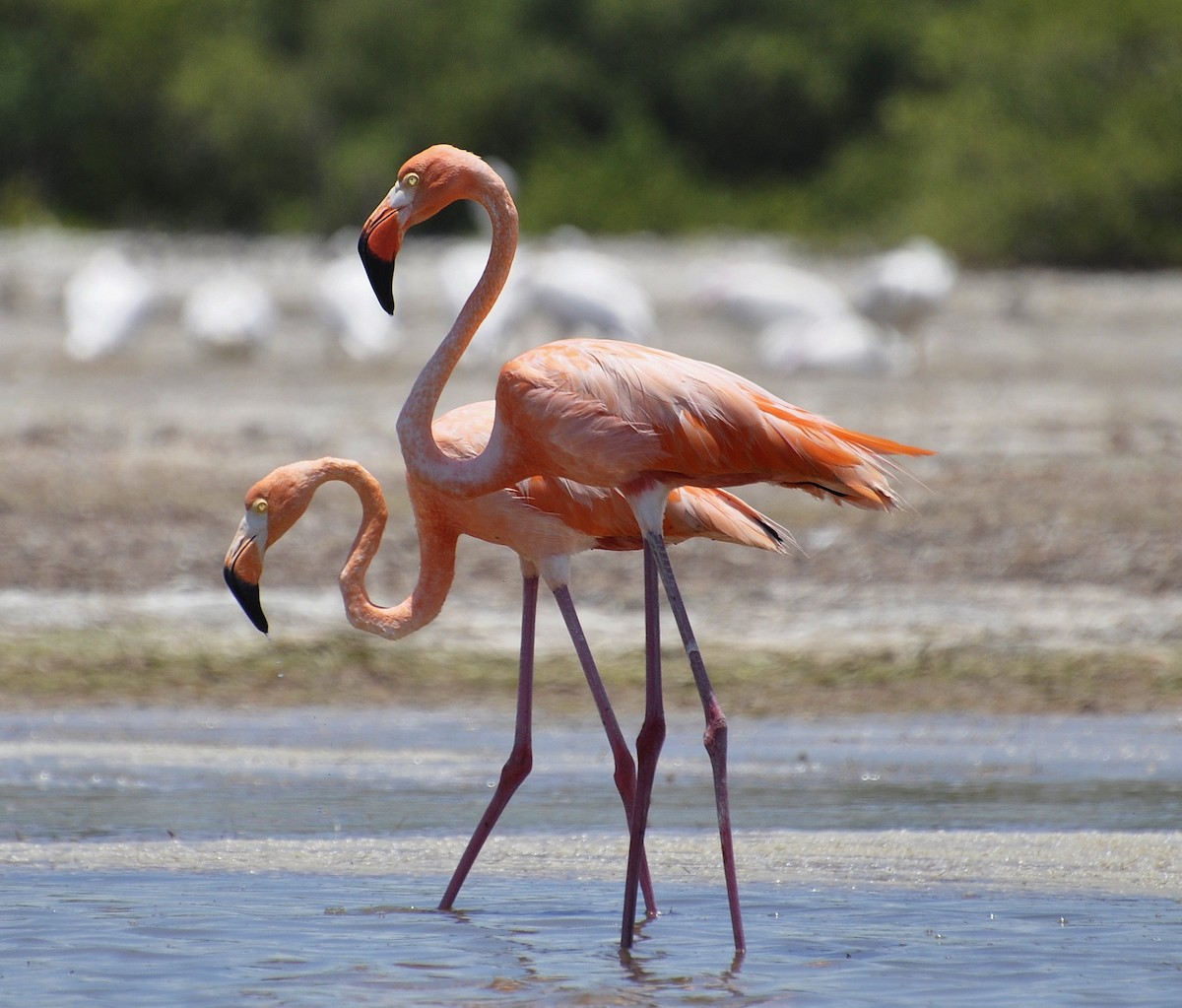 American Flamingo - brendan galvin