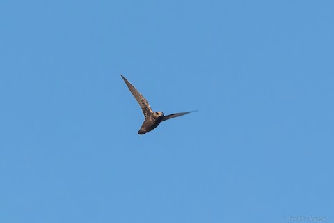 Photos - White-fronted Swift - Cypseloides storeri - Birds