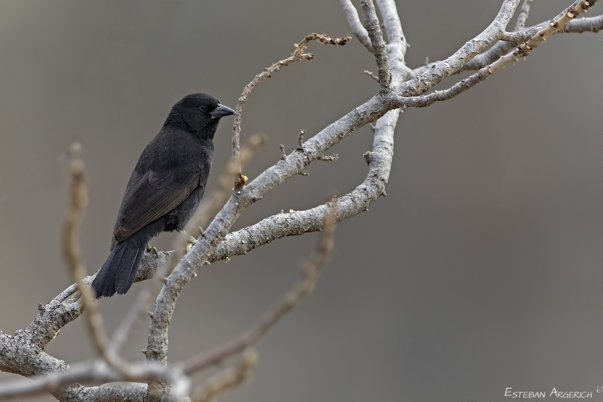 Bolivian Blackbird - Esteban Argerich