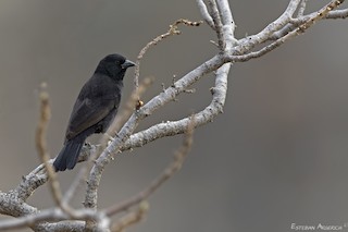  - Bolivian Blackbird