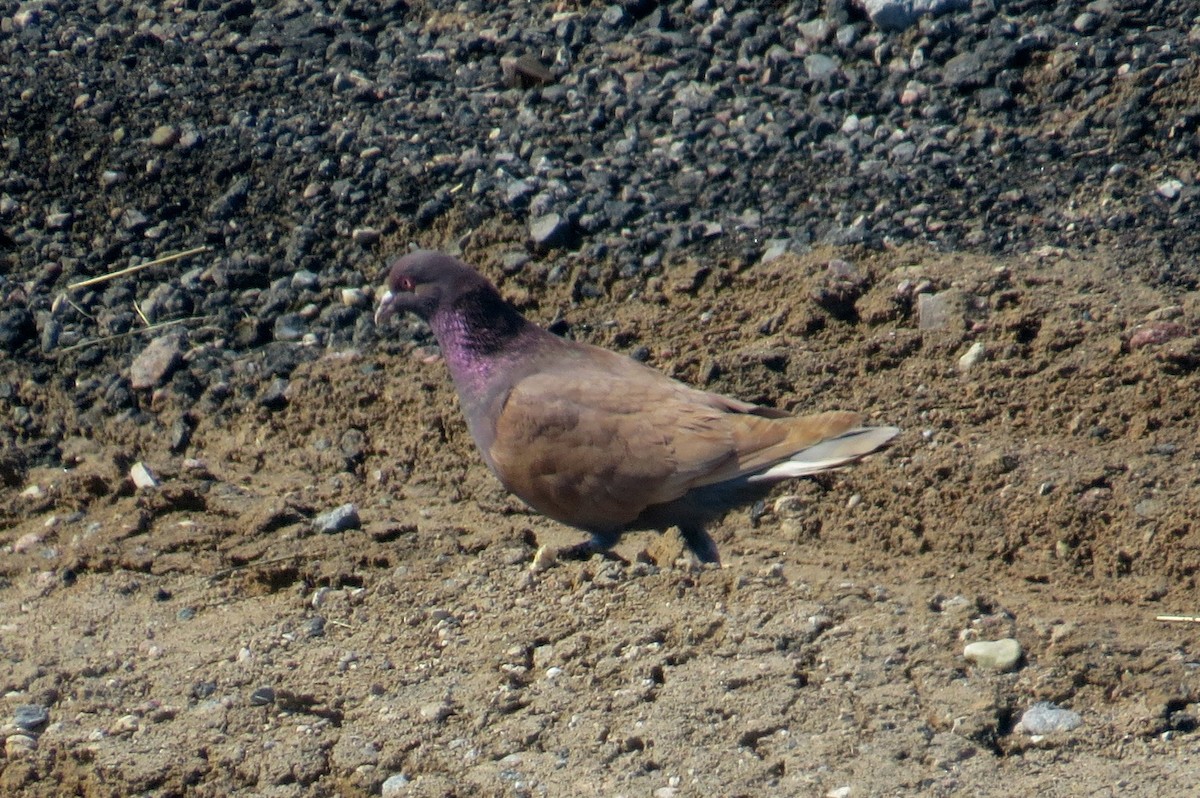 Rock Pigeon (Feral Pigeon) - Janice Backstrom