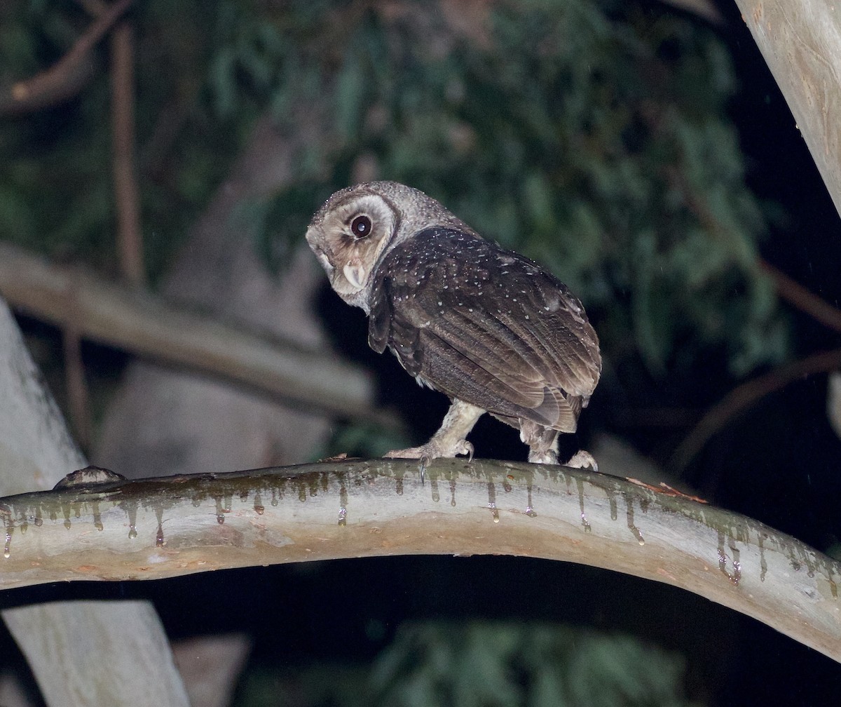 Sooty Owl (Greater) - Scott Baker