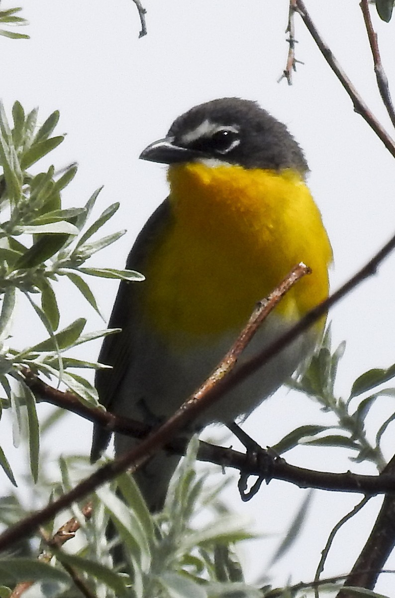 Yellow-breasted Chat - ML63424151