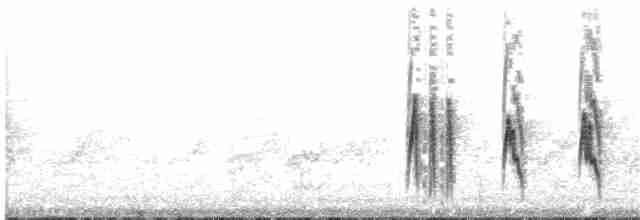 Тиранчик-довгохвіст білогорлий - ML63424371