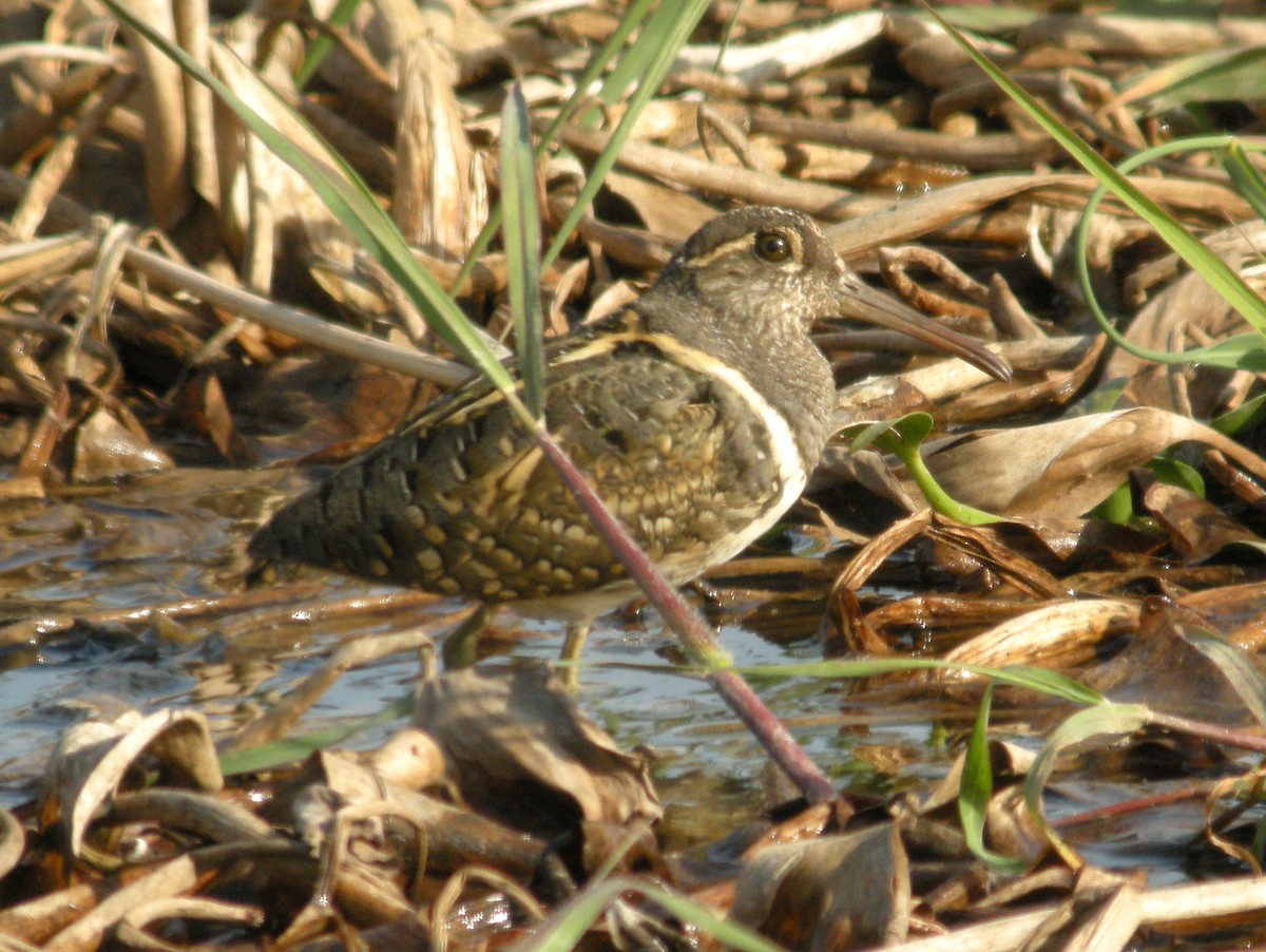 Greater Painted-Snipe - ML63424441
