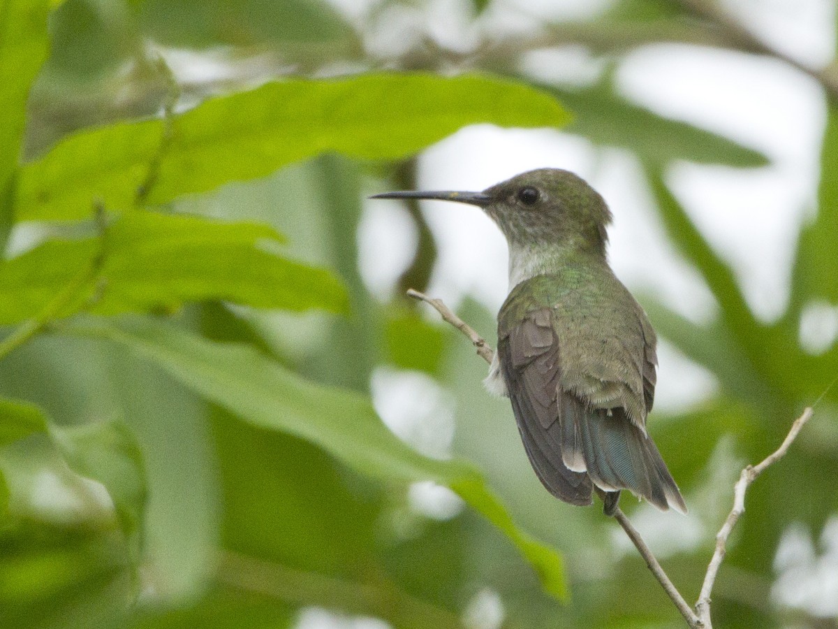 Olive-spotted Hummingbird - ML63425031