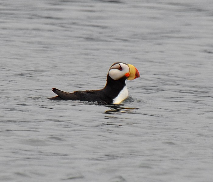 Horned Puffin - ML63425711